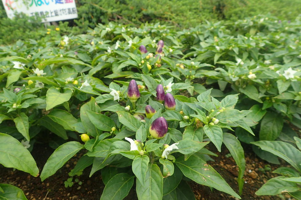 花いっぱい運動 海ほたる 東京湾に浮かぶパーキングエリア