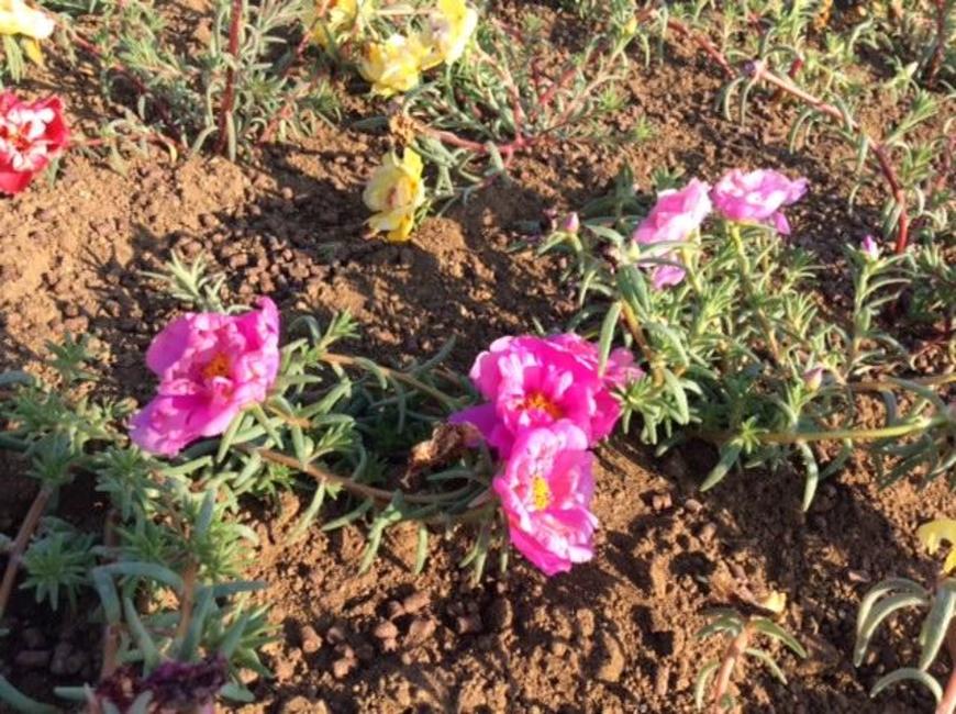 花いっぱい運動 海ほたる 東京湾に浮かぶパーキングエリア